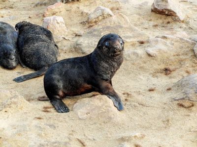 The Cape Cross seal reserve, on the Namibian Atlantic coast.