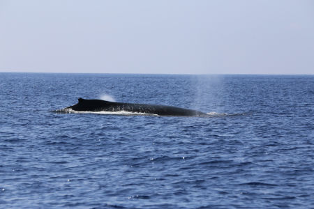 hawaii-bigisland-whale-9